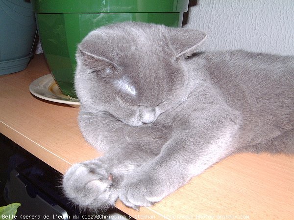 Photo de British shorthair