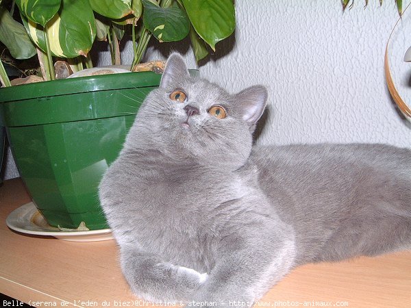 Photo de British shorthair