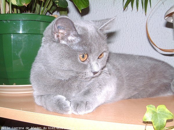 Photo de British shorthair