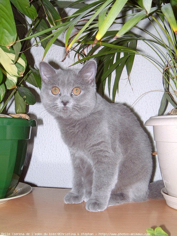 Photo de British shorthair