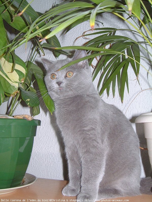 Photo de British shorthair