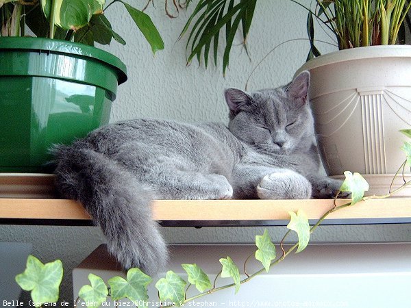 Photo de British shorthair