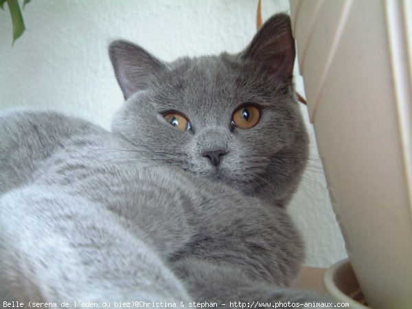 Photo de British shorthair