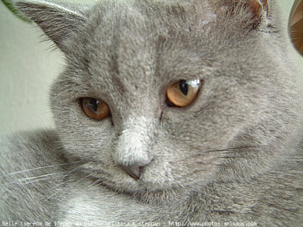 Photo de British shorthair