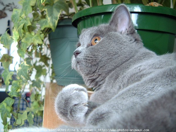 Photo de British shorthair