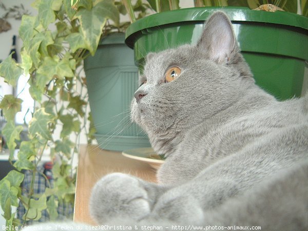 Photo de British shorthair