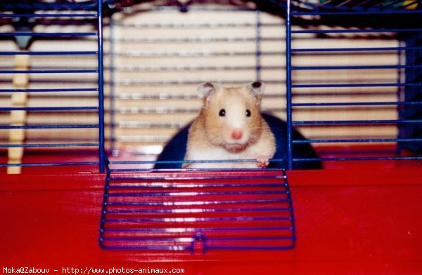 Photo de Hamster