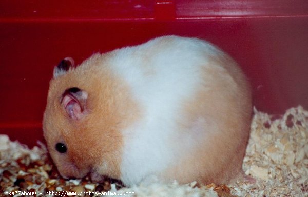 Photo de Hamster