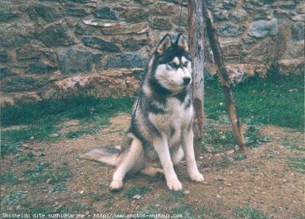 Photo de Husky siberien