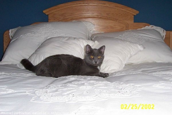 Photo de Chartreux