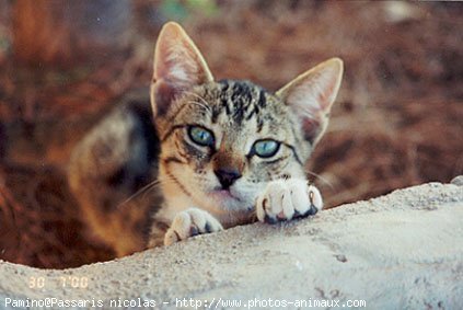 Photo de Chat domestique