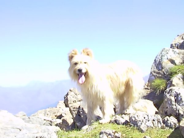 Photo de Chien de berger des pyrenes  poil long