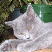 Photo de British shorthair