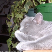 Photo de British shorthair