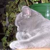 Photo de British shorthair