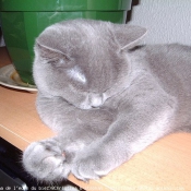 Photo de British shorthair