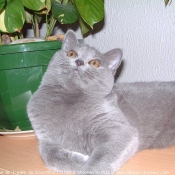 Photo de British shorthair