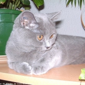 Photo de British shorthair