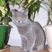 Photo de British shorthair