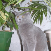 Photo de British shorthair