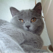 Photo de British shorthair