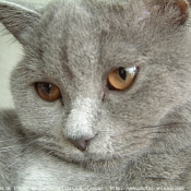 Photo de British shorthair