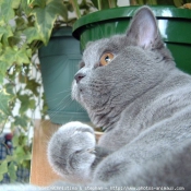 Photo de British shorthair