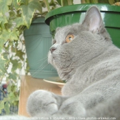 Photo de British shorthair