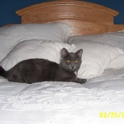 Photo de Chartreux