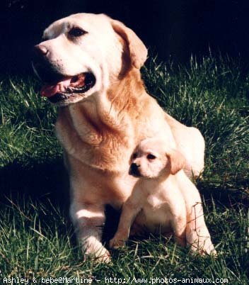 Photo de Labrador retriever