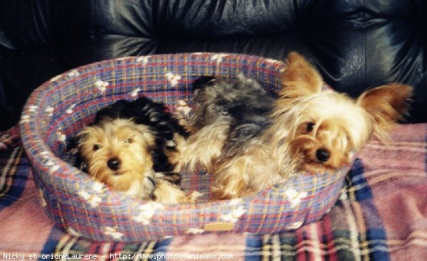 Photo de Yorkshire terrier