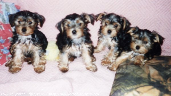 Photo de Yorkshire terrier