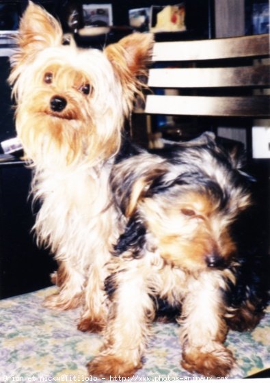 Photo de Yorkshire terrier