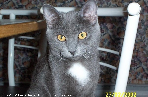 Photo de Chartreux