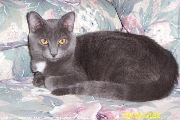 Photo de Chartreux