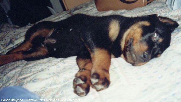 Photo de Rottweiler