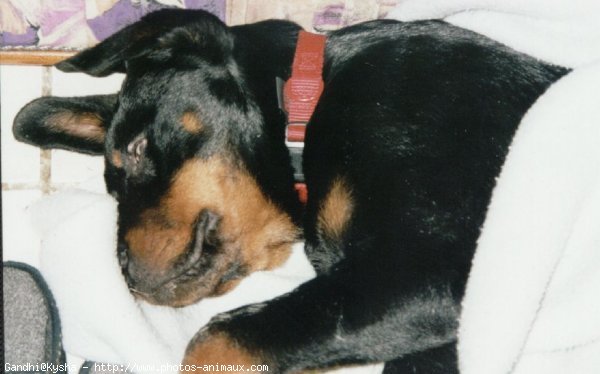 Photo de Rottweiler