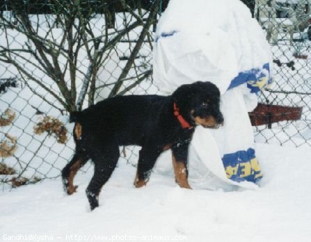 Photo de Rottweiler