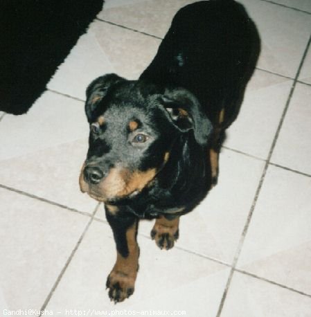 Photo de Rottweiler