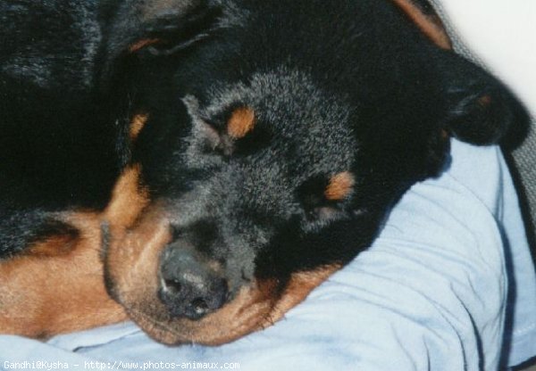 Photo de Rottweiler