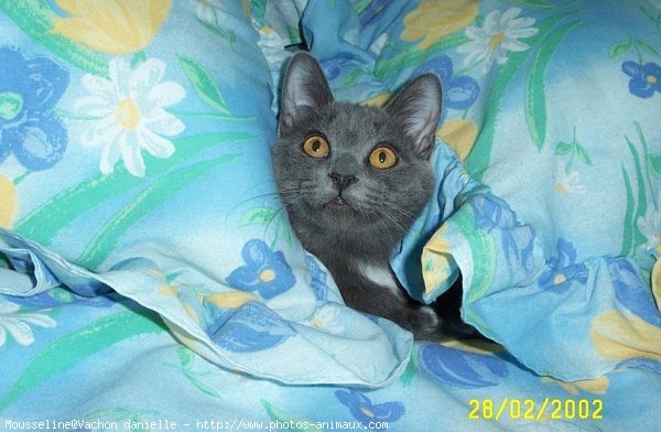 Photo de Chartreux