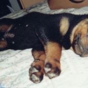 Photo de Rottweiler