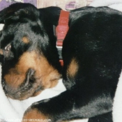 Photo de Rottweiler