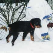 Photo de Rottweiler