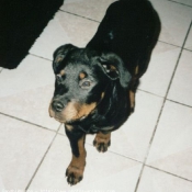 Photo de Rottweiler