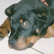 Photo de Rottweiler