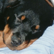 Photo de Rottweiler