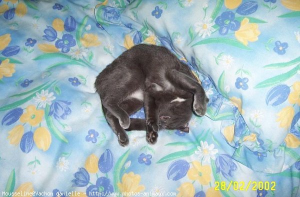 Photo de Chartreux