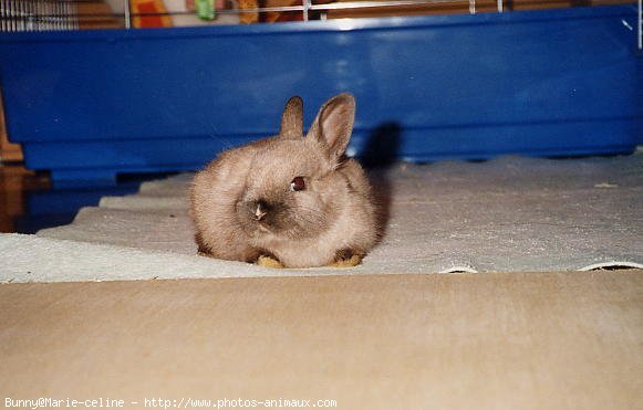 Photo de Lapin