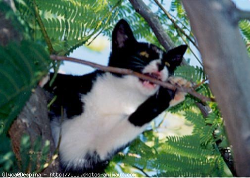 Photo de Chat domestique